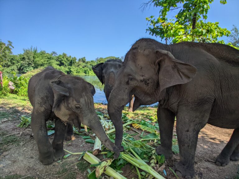 Thailand Trip Essentials: Your Complete Guide